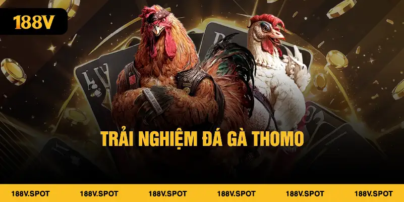 Trải nghiệm đá gà Thomo